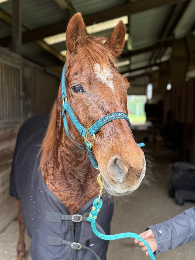 Horse halter