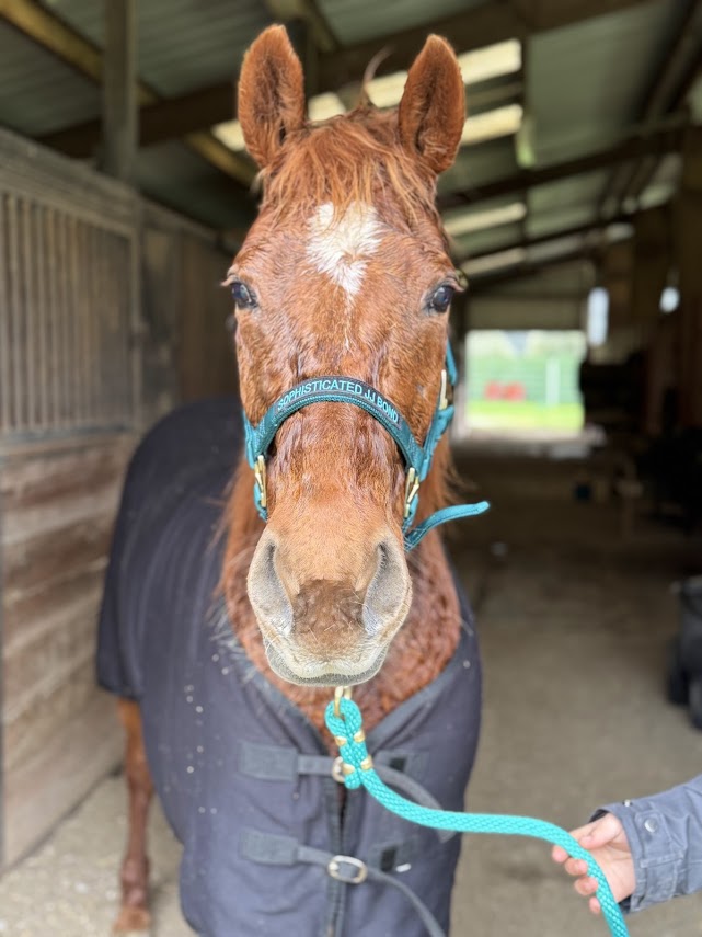 Horse halter